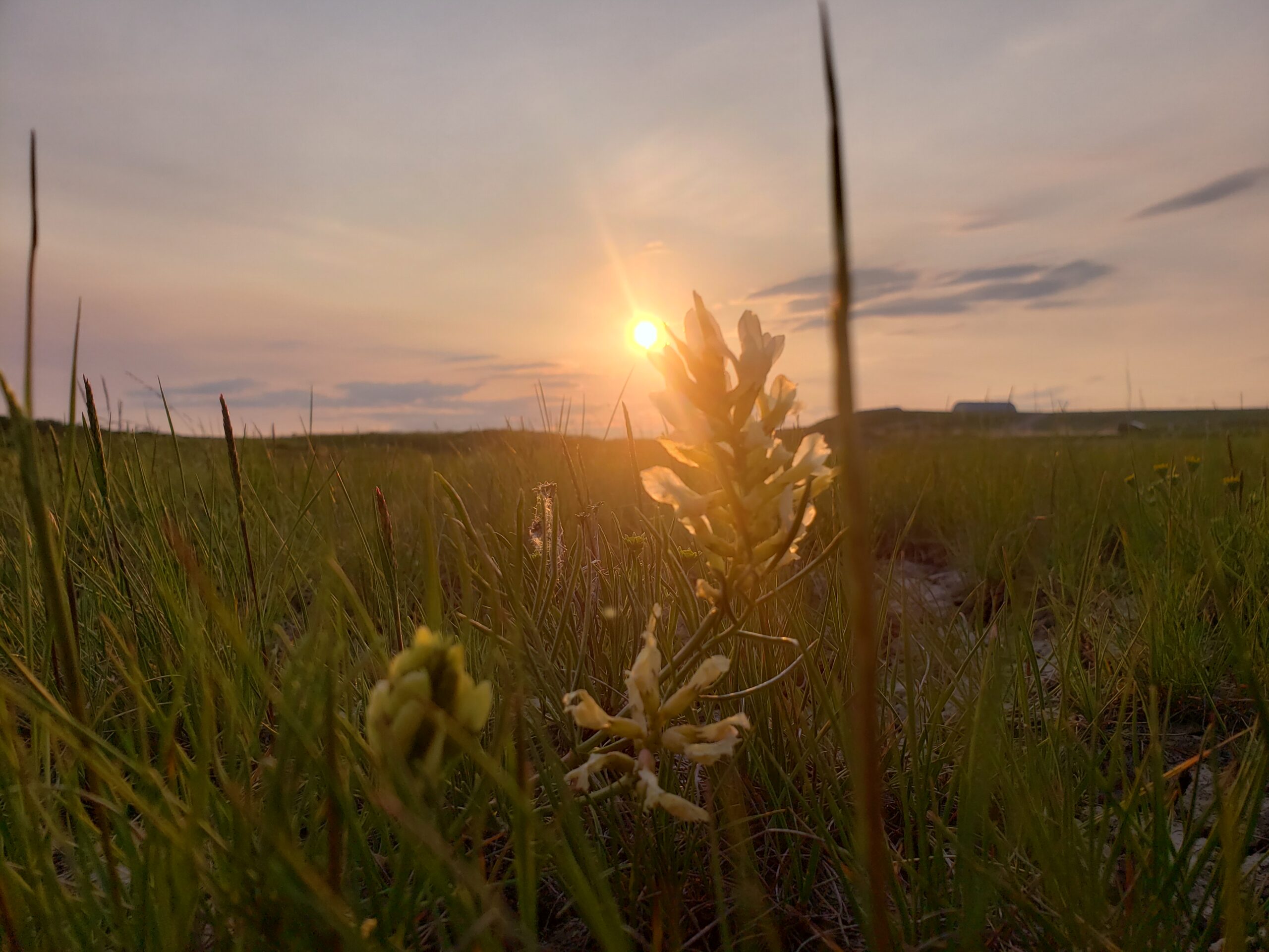 Sunset over the wildflowers denoting a sense of nostalgia and peace