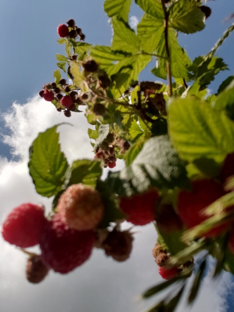 A community is like a garden. To be sustainable it should be diverse and built on the actions we take each day. 