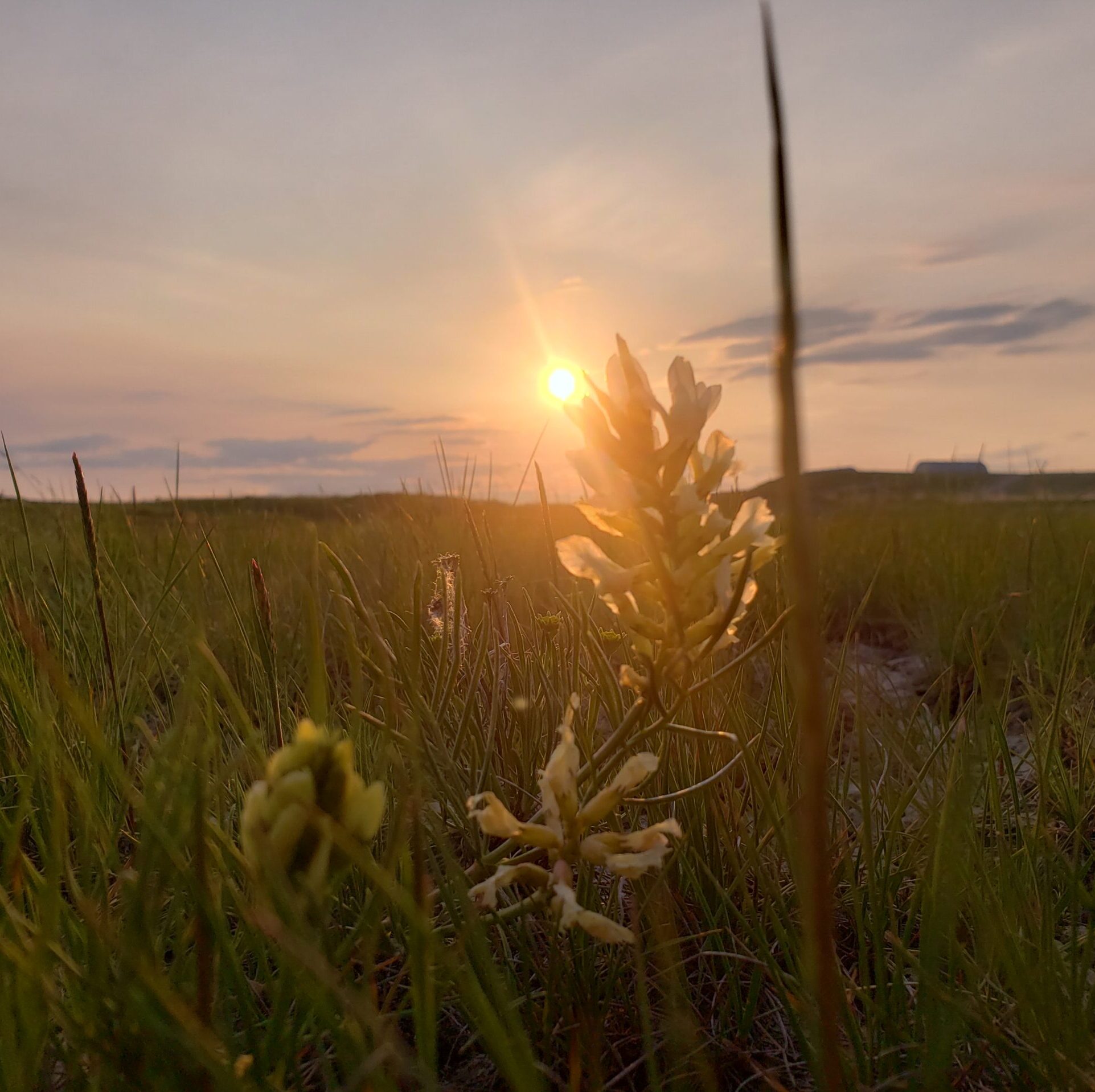 Sunset over the wildflowers denoting a sense of nostalgia and peace