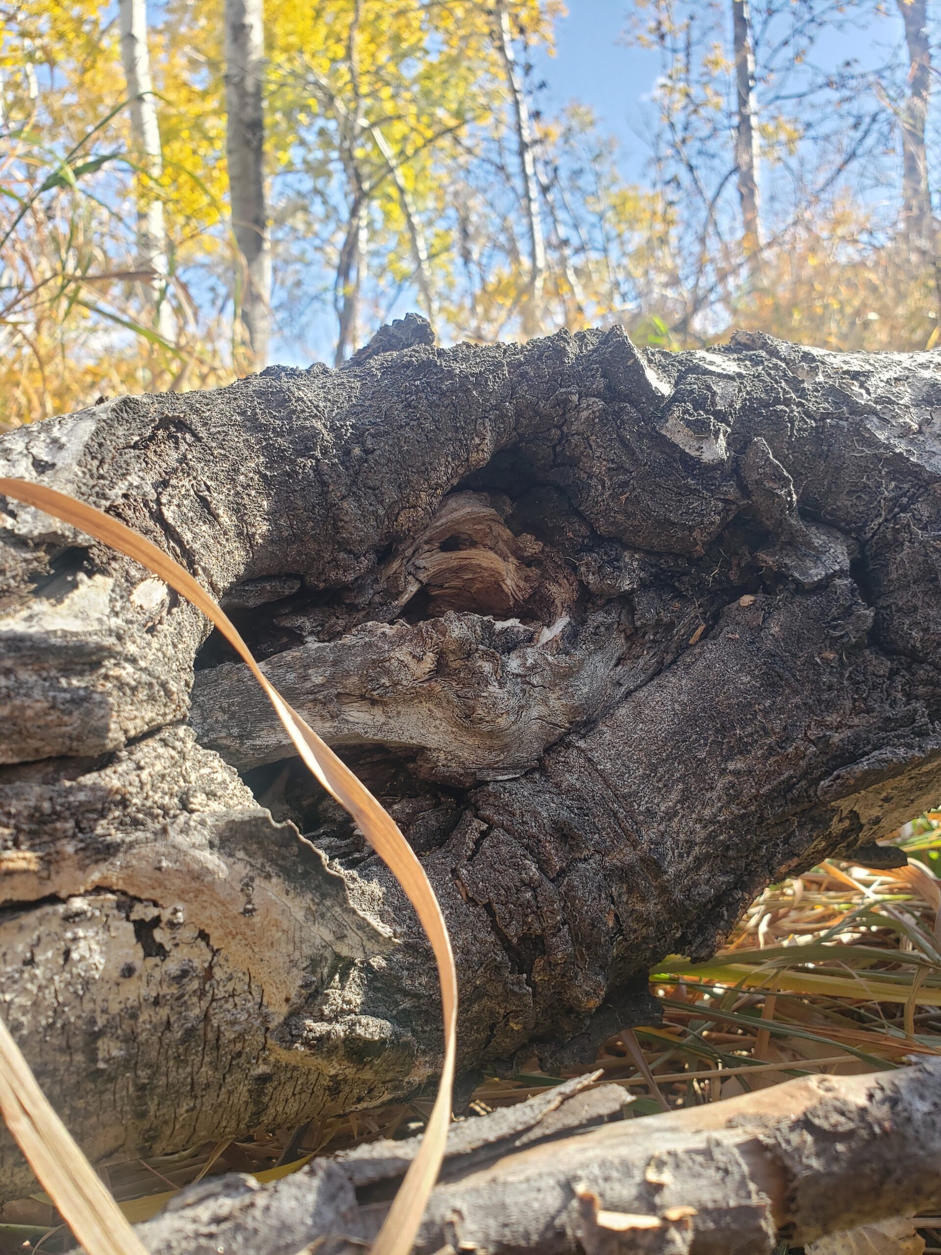 The earth element teaches us important lessons about living in connection and relationship with not just our environments and the people around us, but also with ourselves.