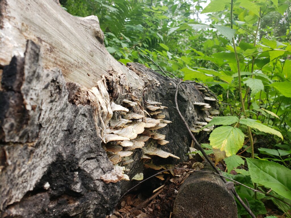 The cycles of decomposition and transformation are all around us if we are willing to stop and look.