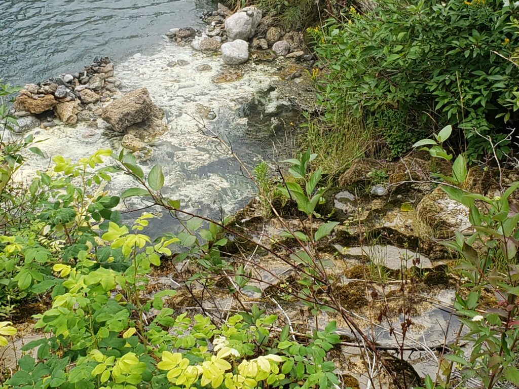 The Liard River Hot Springs are a stop along the Alaska Highway, showcasing the ecological richness that exists in natural wetlands. 
